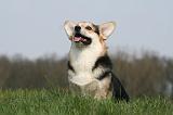 CORGI PEMBROKE 1254